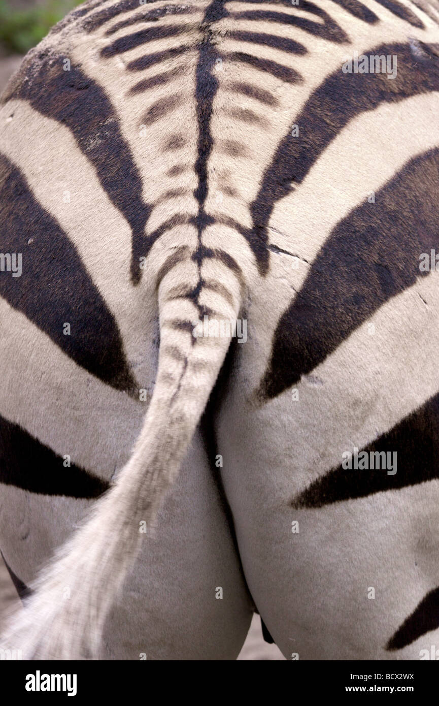 Back side of Zebra, Equus Stock Photo