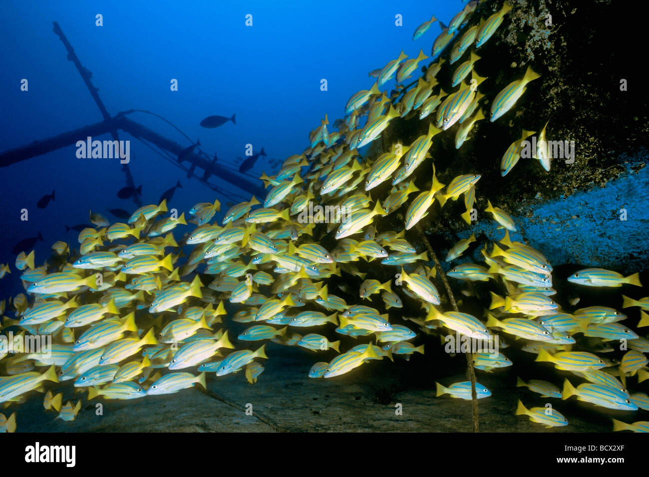 schooling bluestripe snappers, Sailboat wreck, Lutjanus kasmira, Hawaii, USA, Kona, Big Island, Pacific Ocean Stock Photo