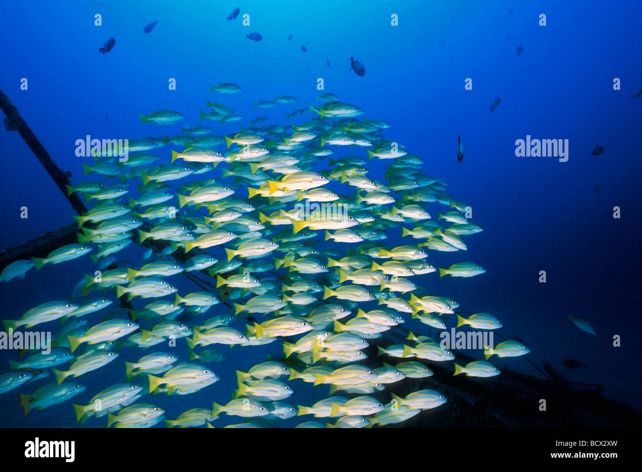 schooling bluestripe snappers, Sailboat wreck, Lutjanus kasmira, Hawaii, USA, Kona, Big Island, Pacific Ocean Stock Photo