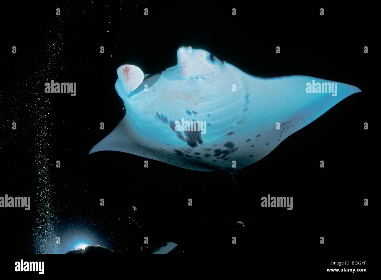 manta rays feeding on plankton at night, Manta birostris, Hawaii, USA, Kona, Big Island, Pacific Ocean Stock Photo