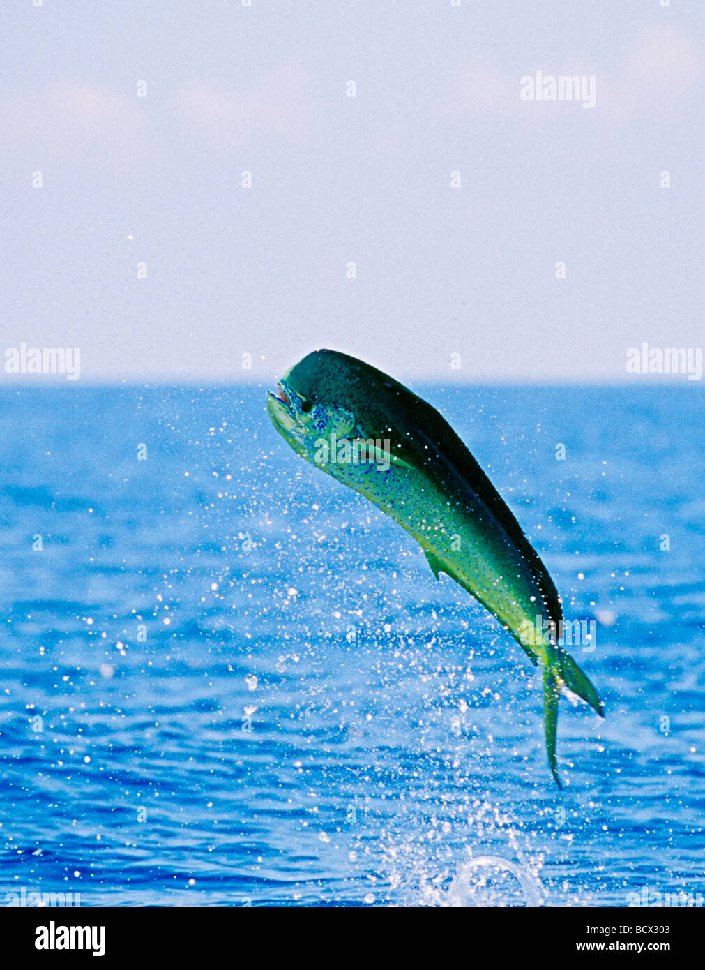 mahi mahi, dolphin fish, or dorado, cow, Coryphaena hippurus, Hawaii