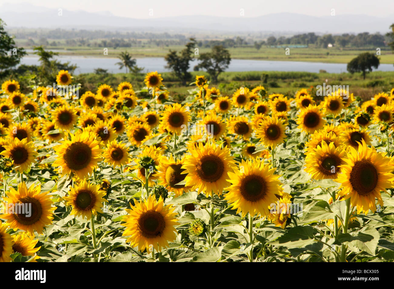 Indian Sunflower Seeds Stock Photos & Indian Sunflower Seeds Stock