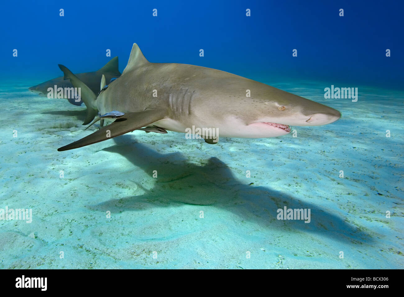 Lemon Shark Negaprion brevirostris Atlantic Ocean Bahamas Stock Photo