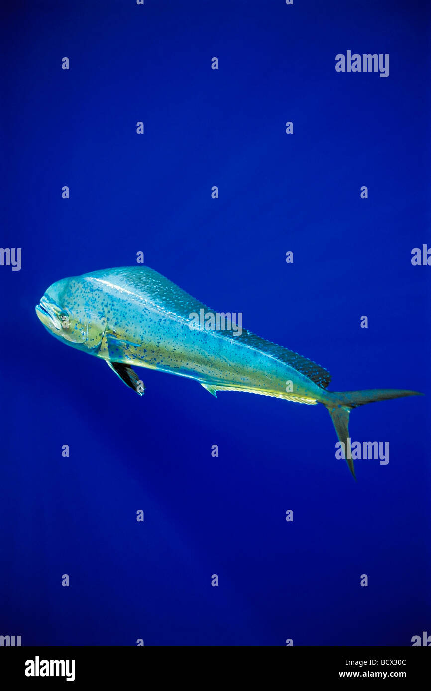 mahi mahi, dolphin fish, or dorado, cow, Coryphaena hippurus, Hawaii