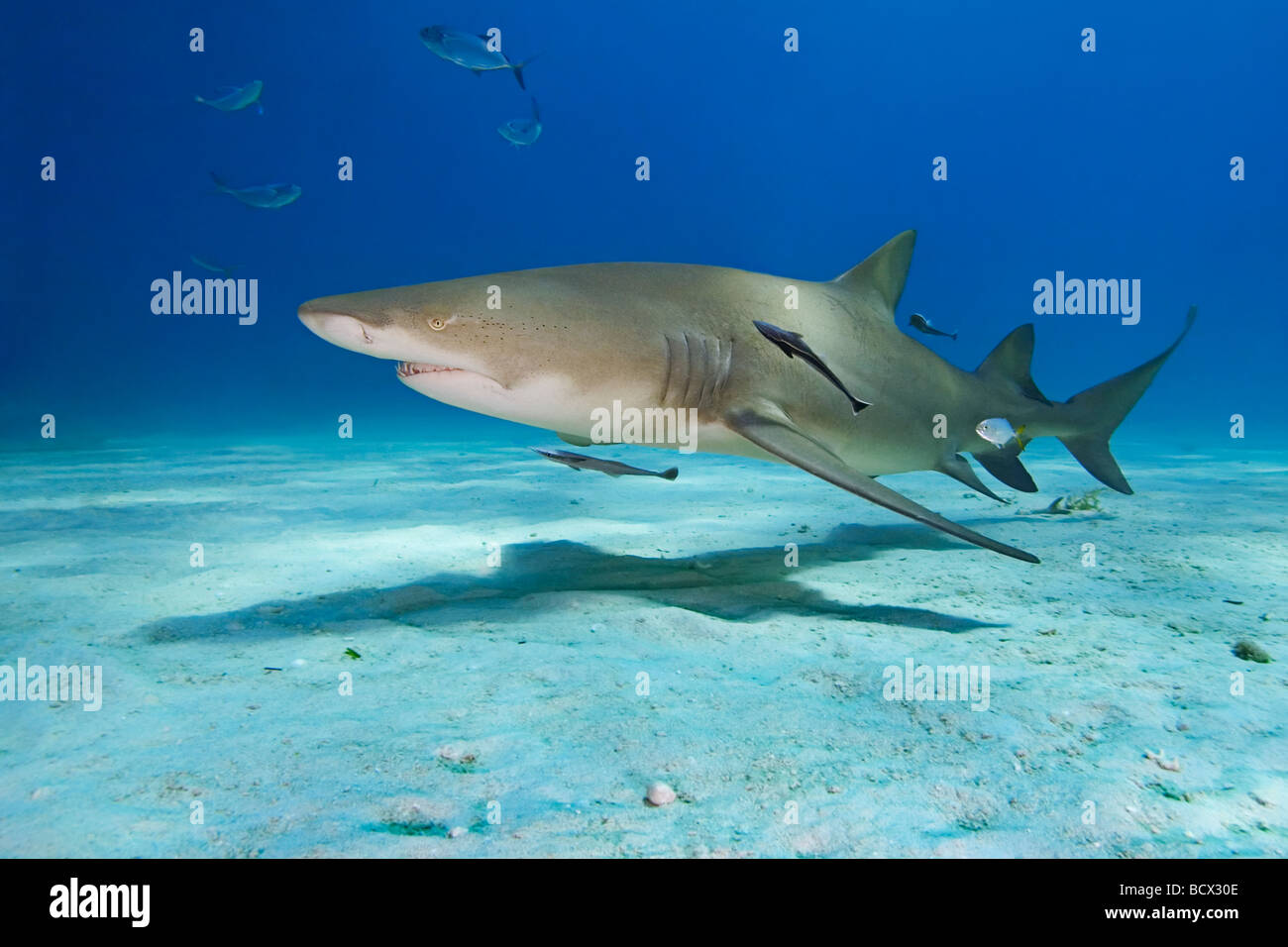 Lemon Shark Negaprion brevirostris Atlantic Ocean Bahamas Stock Photo