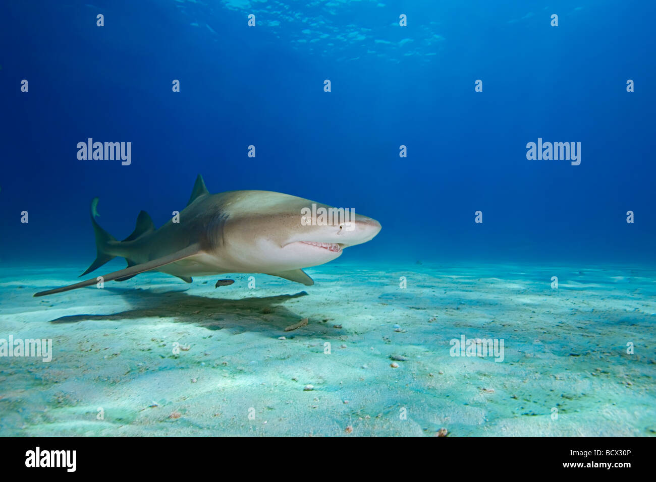 Lemon Shark, Negaprion brevirostris, Atlantic Ocean, Bahamas Stock