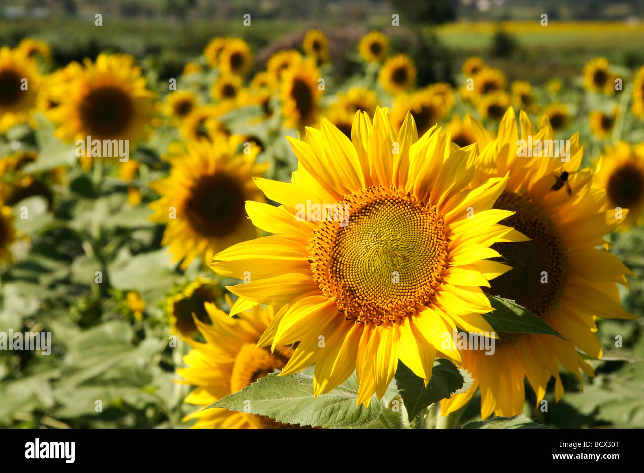 Indian sunflower seeds hi-res stock photography and images - Alamy