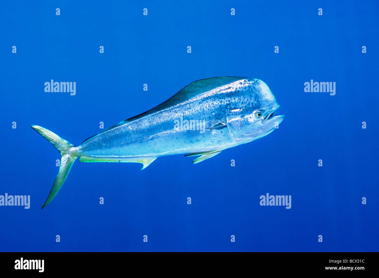 mahi mahi, dolphin fish, or dorado, cow, Coryphaena hippurus, Hawaii