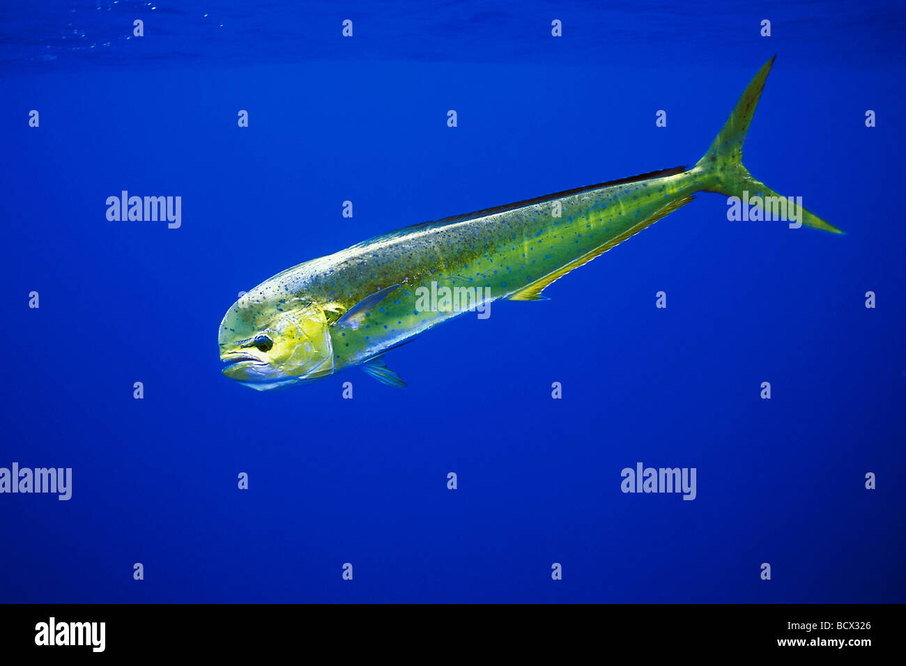 mahi mahi, dolphin fish, or dorado, cow, Coryphaena hippurus, Hawaii