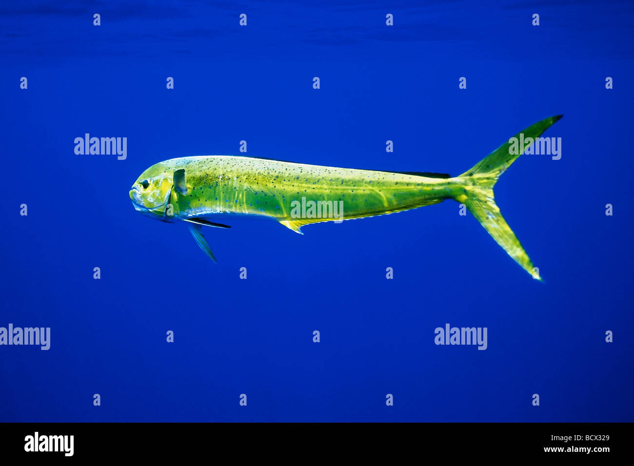 mahi mahi, dolphin fish, or dorado, cow, Coryphaena hippurus, Hawaii, USA, Kona, Big Island