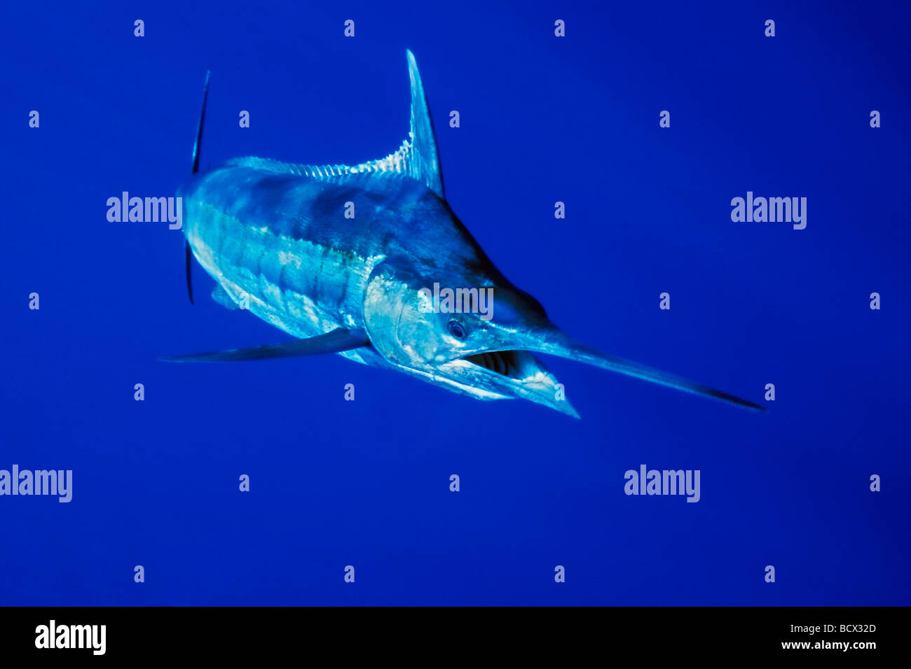 Blue Marlin, Makaira nigricans, Hawaii, USA, Kona, Big Island, Pacific Ocean Stock Photo