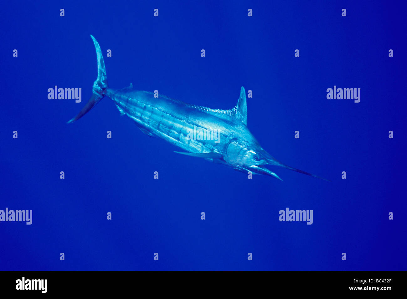 Blue Marlin, Makaira nigricans, Hawaii, USA, Kona, Big Island, Pacific Ocean Stock Photo