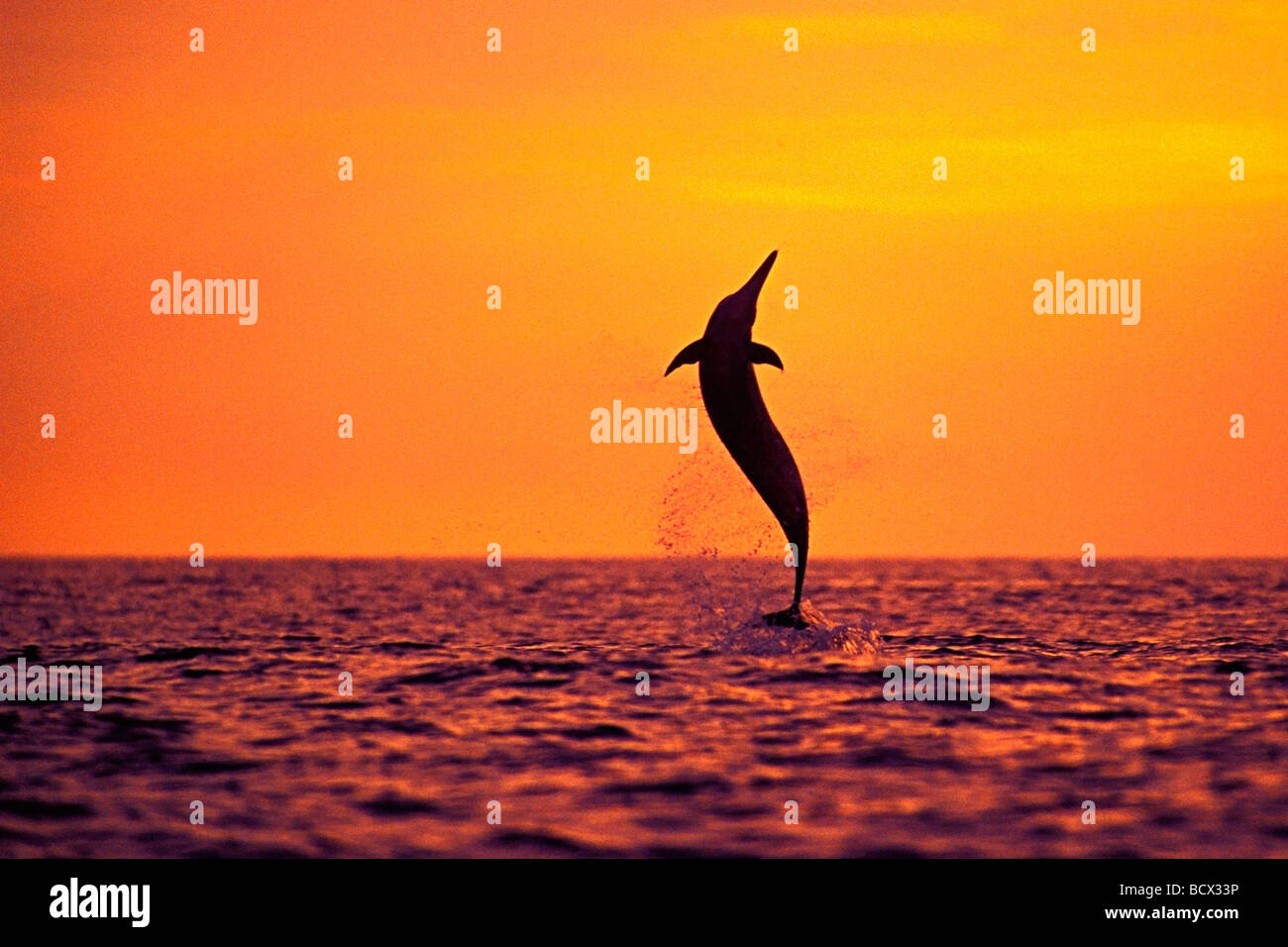 spinner dolphin, leaping at sunset, Stenella longirostris, Hawaii, USA, Kona, Big Island, Pacific Ocean Stock Photo