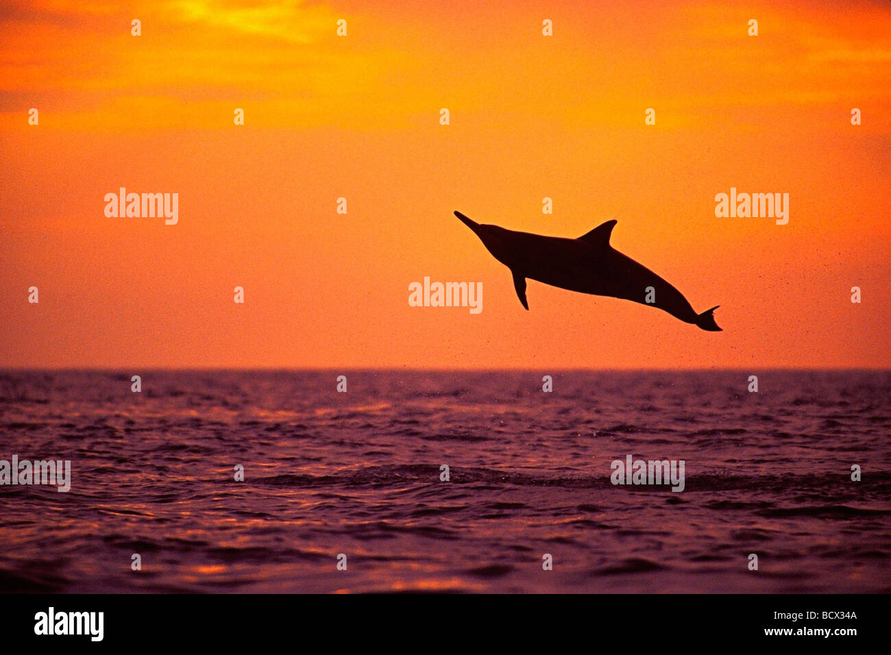 spinner dolphin, leaping at sunset, Stenella longirostris, Hawaii, USA, Kona, Big Island, Pacific Ocean Stock Photo