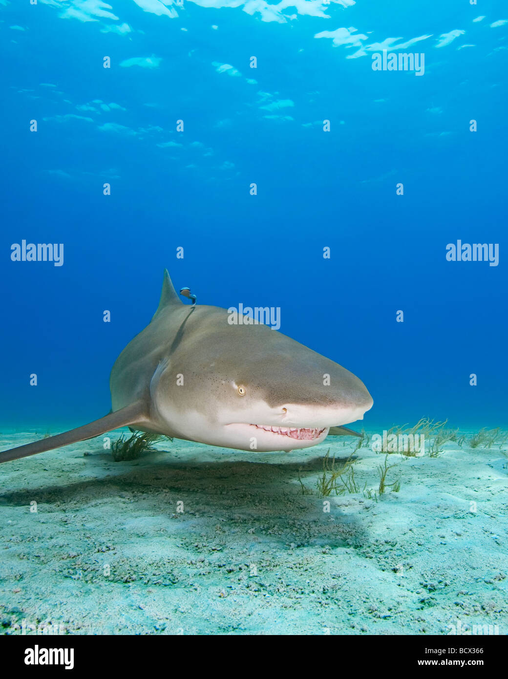 Lemon Sharks, Negaprion brevirostris, Atlantic Ocean, Bahamas Stock Photo
