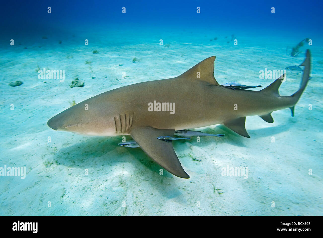 Lemon Sharks, Negaprion brevirostris, Atlantic Ocean, Bahamas Stock Photo