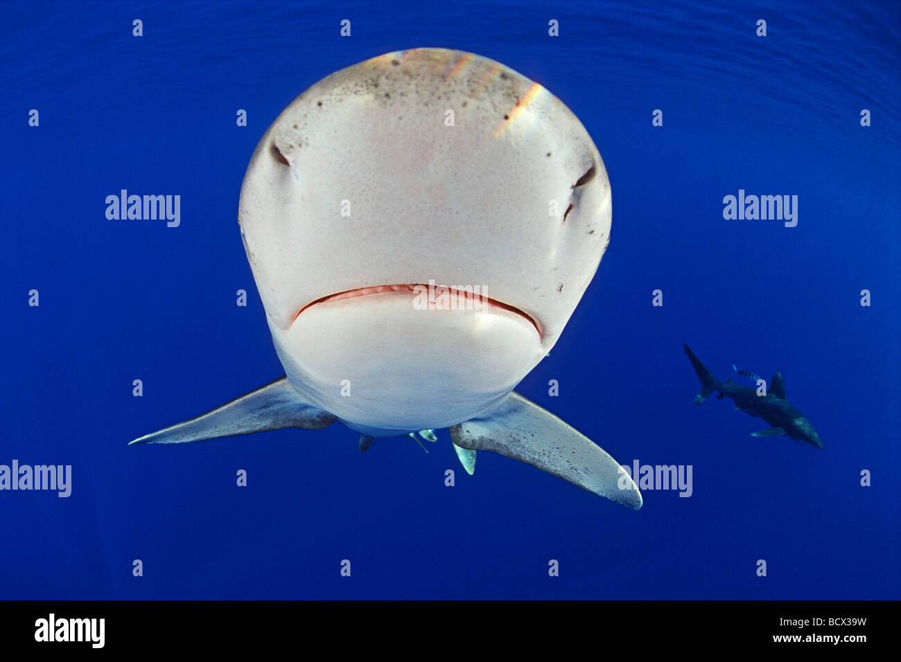 Oceanic Whitetip Sharks Carcharhinus longimanus Kona Coast Big Island Pacific Ocean Hawaii USA Stock Photo