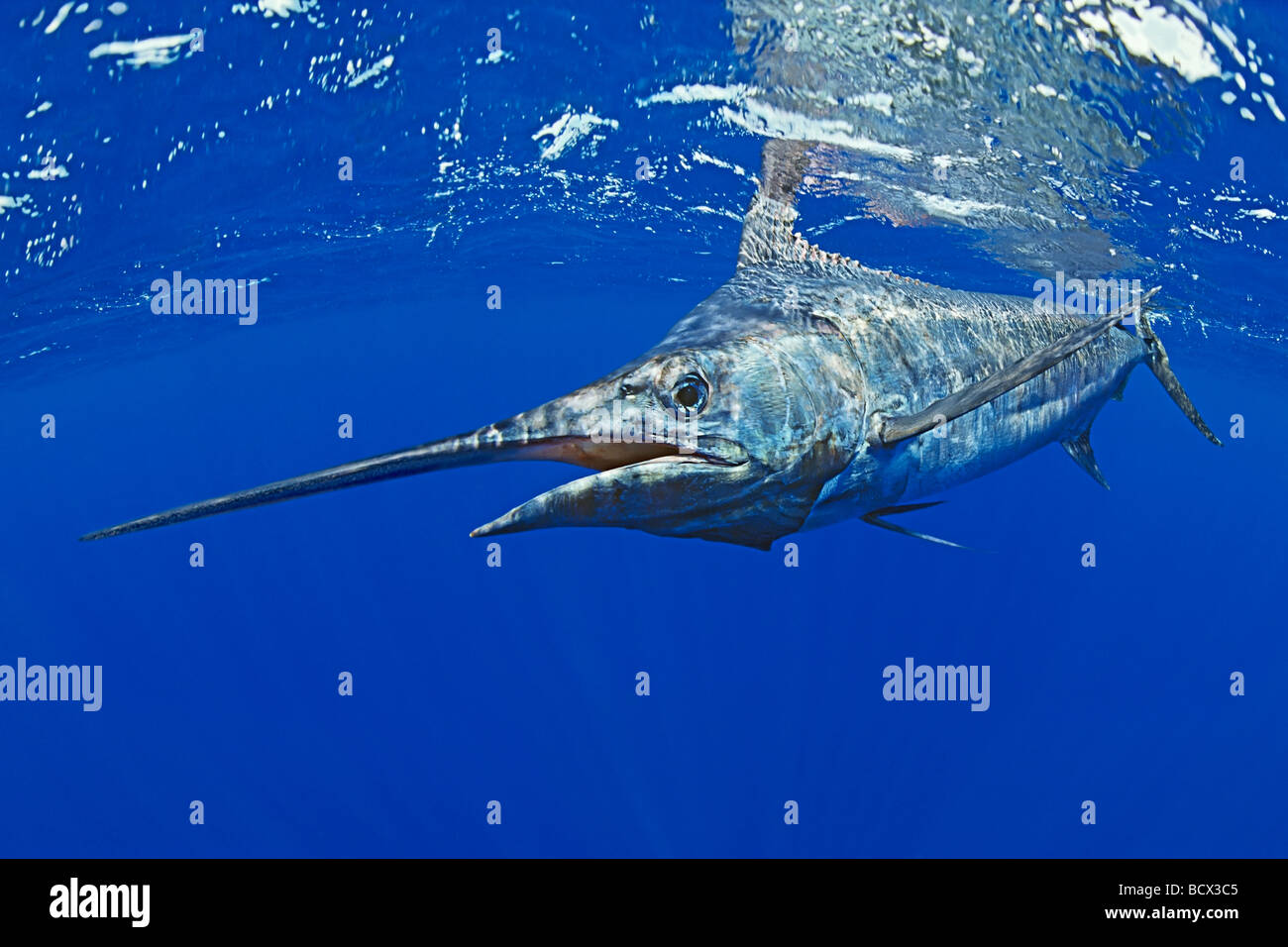 Blue Marlin Makaira nigricans Kona Coast Big Island Pacific Ocean Hawaii USA Stock Photo