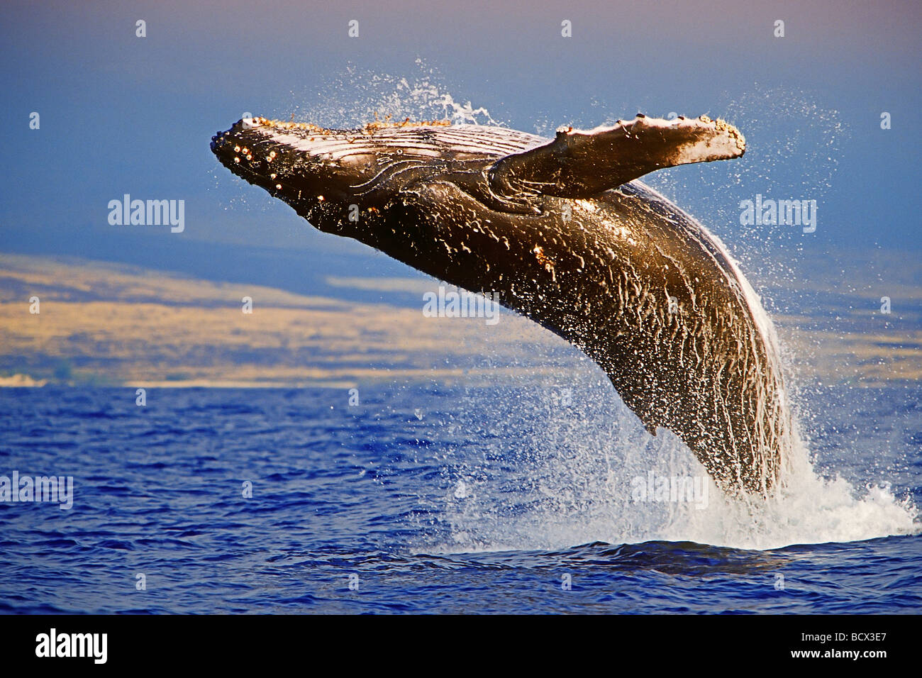 Humpback Whale Megaptera novaeangliae Pacific Ocean Hawaii USA Stock Photo