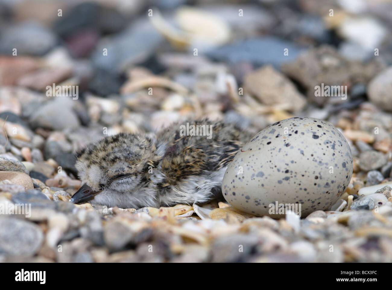 Ringed plover, Charadrius hiaticula, In nest one chick one egg Northumberland UK May Stock Photo