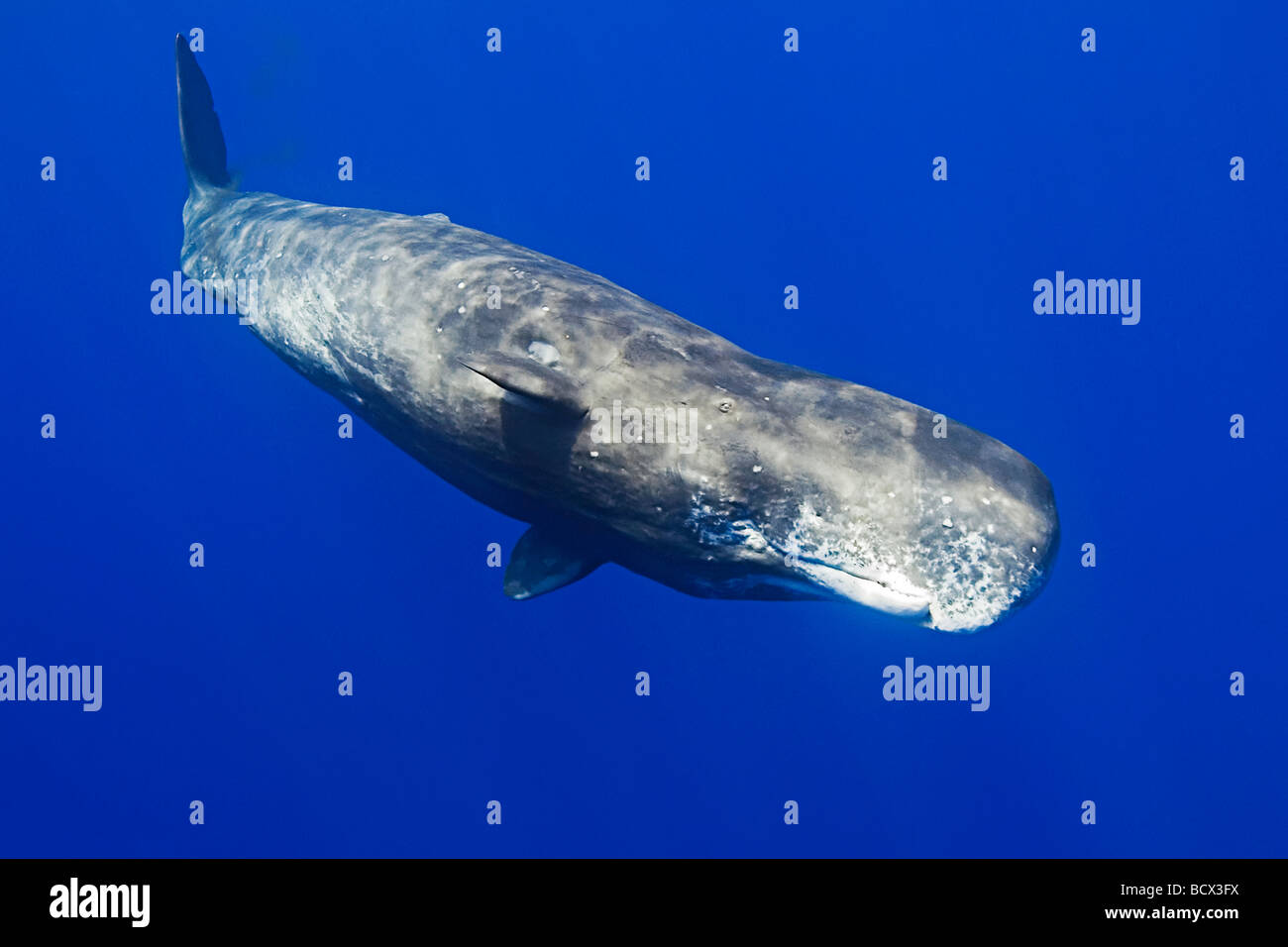 Sperm Whale Physeter macrocephalus Pacific Ocean Hawaii USA Stock Photo