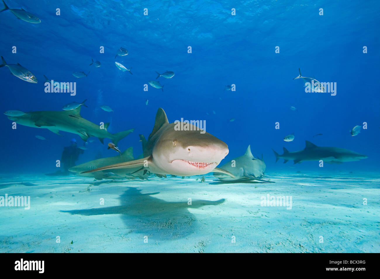 Lemon Sharks, Negaprion brevirostris, Atlantic Ocean, Bahamas Stock