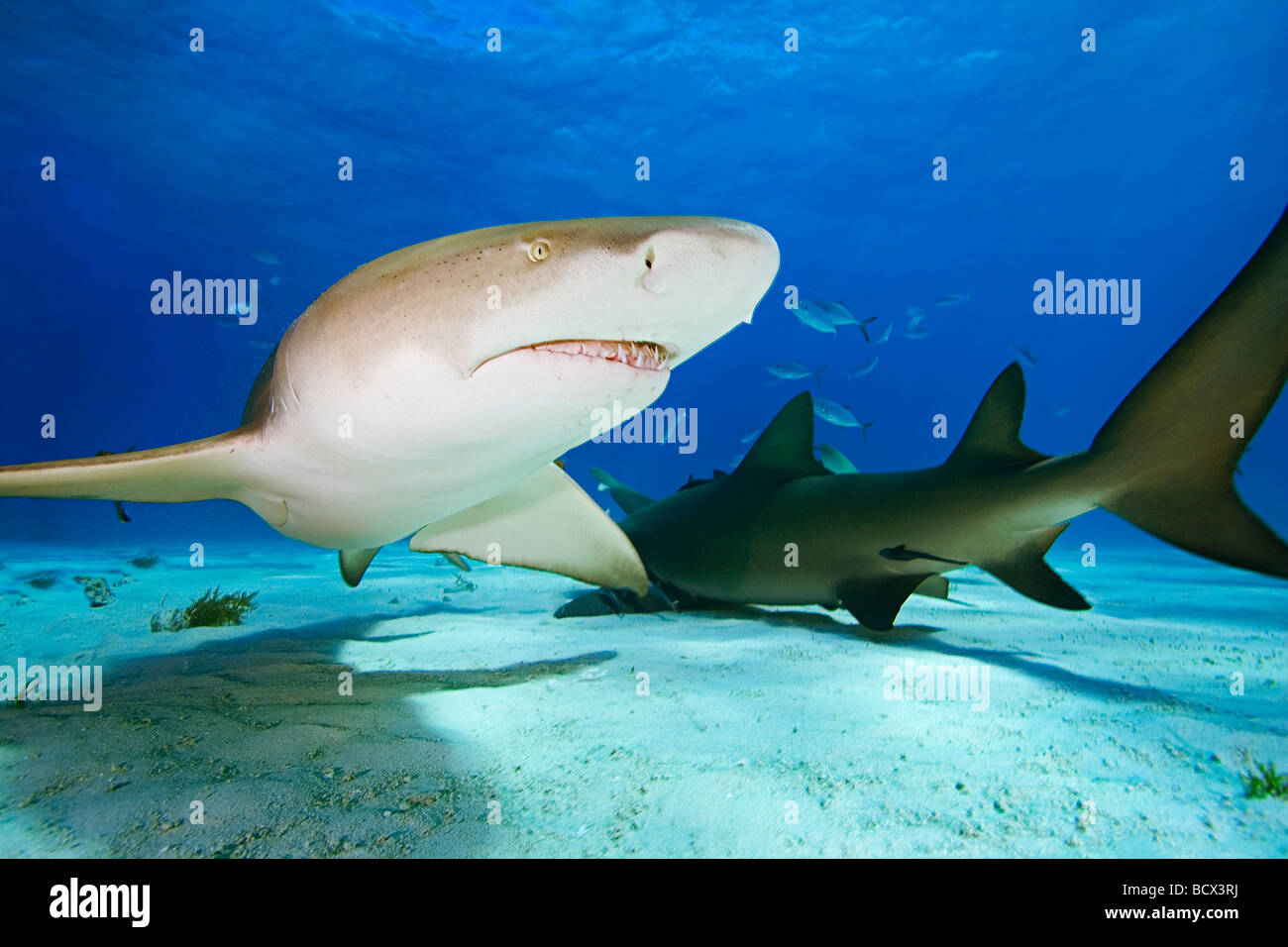 Lemon Sharks, Negaprion brevirostris, Atlantic Ocean, Bahamas Stock