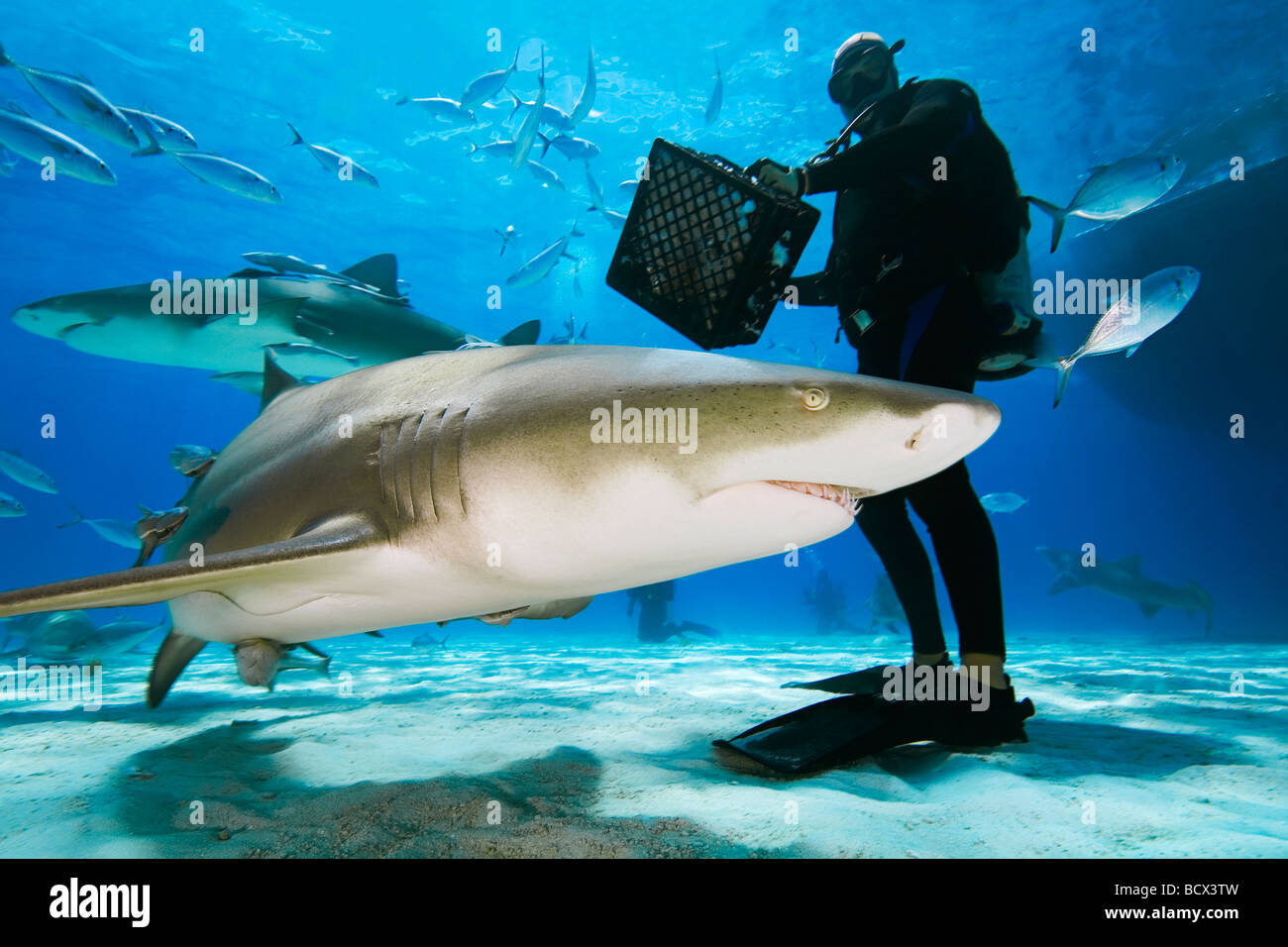 Lemon Sharks and Scuba Diver Negaprion brevirostris West End Grand