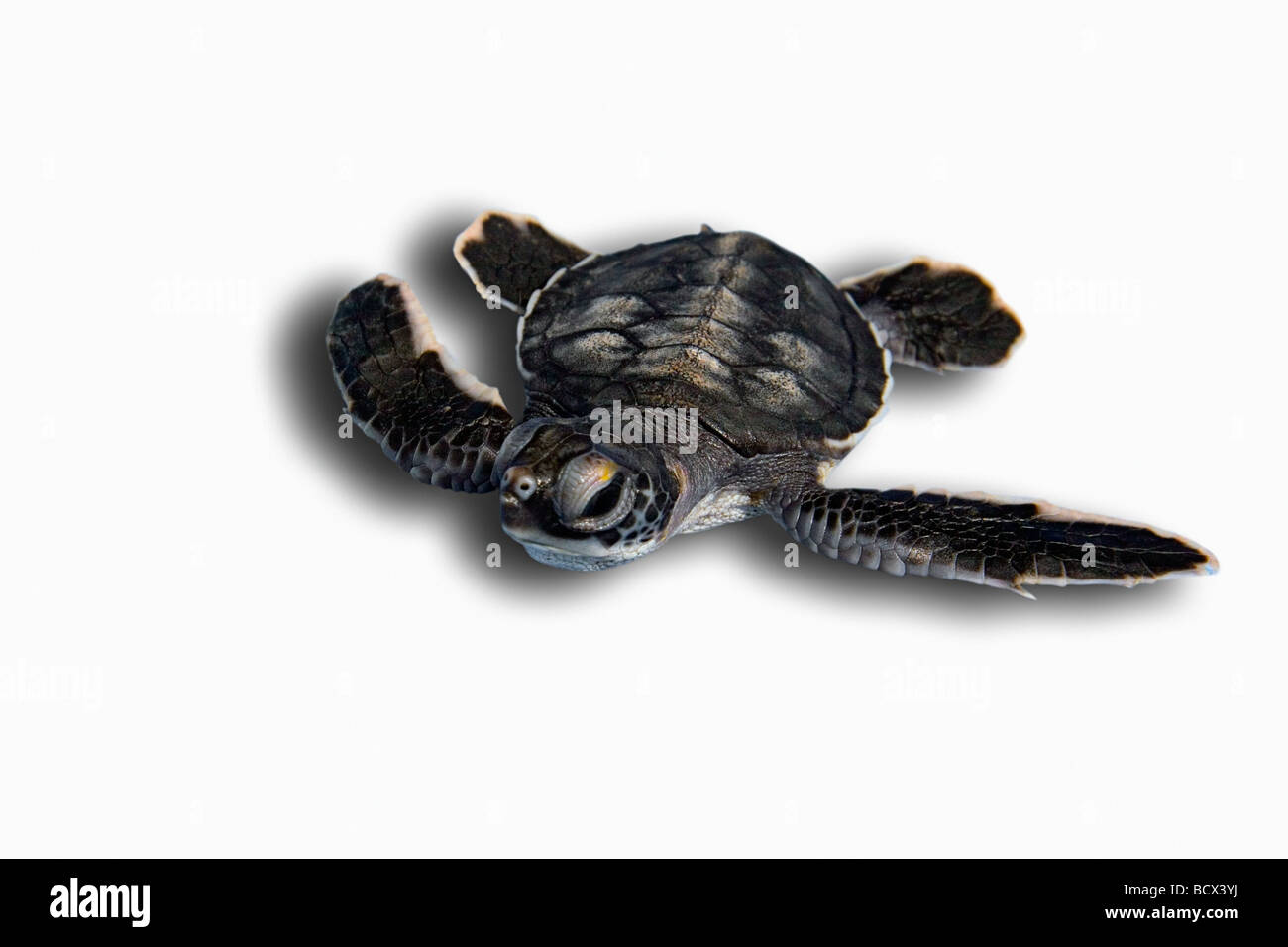 Loggerhead Sea Turtle hatchling in open water Caretta caretta Sargasso Sea Atlantic Ocean Stock Photo