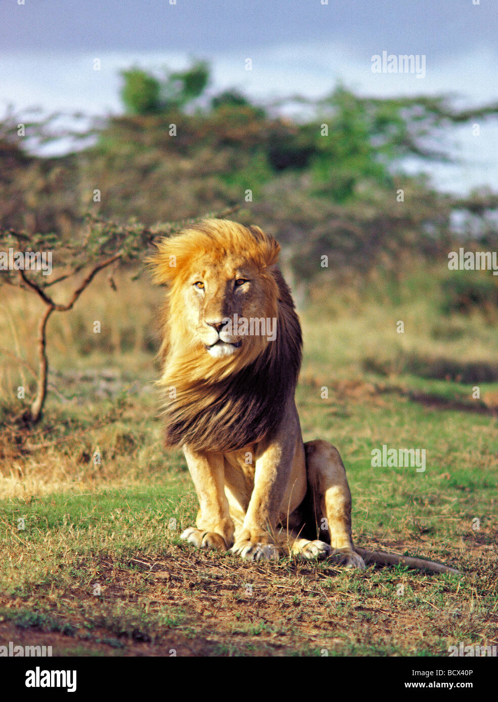Male Lion with exceptionally fine long mane being blown in wind Soloi Ranch Kenya East Africa Stock Photo