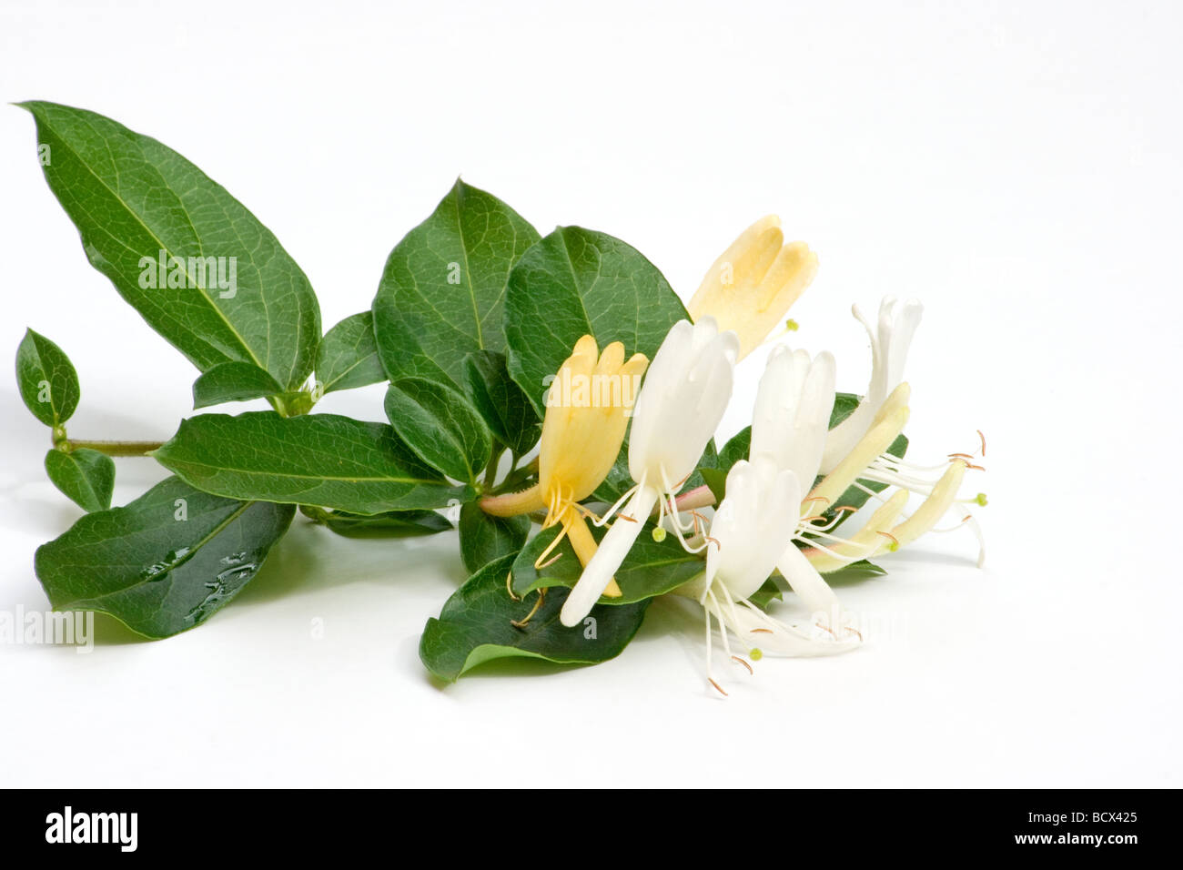 Honeysuckle flowers on white background Stock Photo