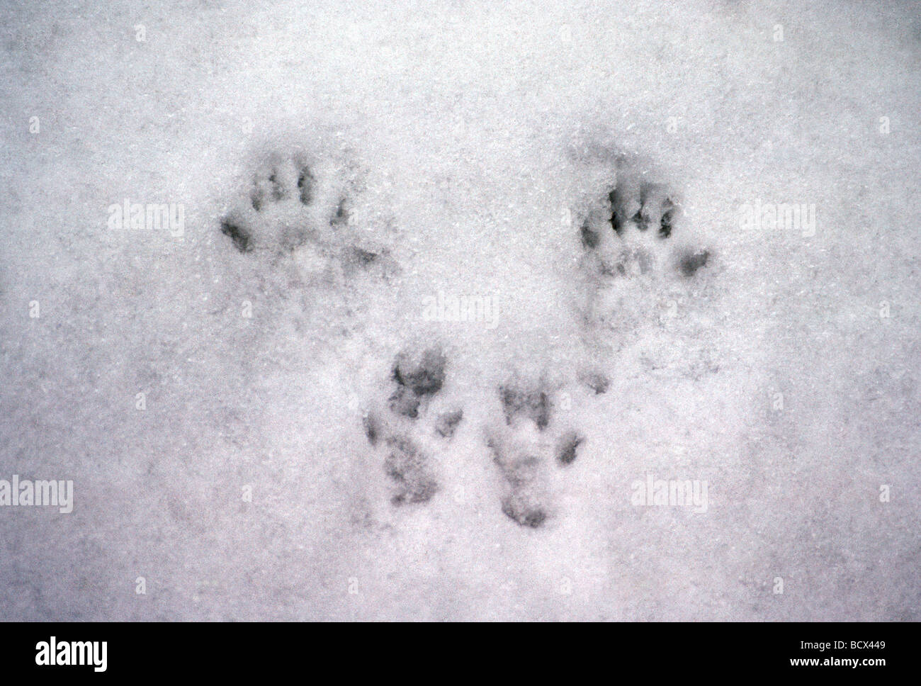 badger track in snow Stock Photo - Alamy