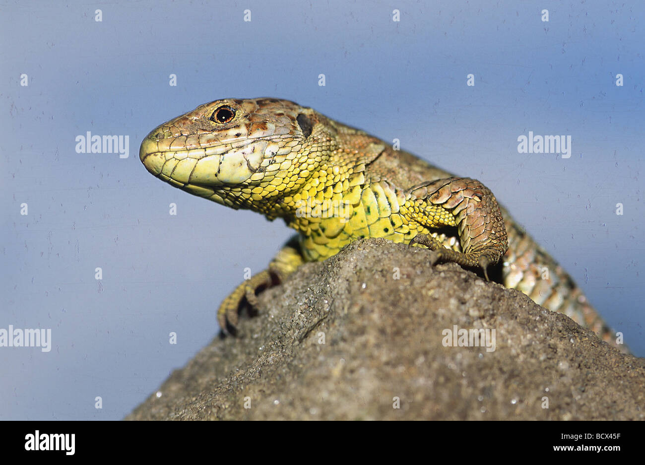 Sun Bathing Lizard Sand Lizard (Lacerta agilis), sun-bathing Stock Photo - Alamy