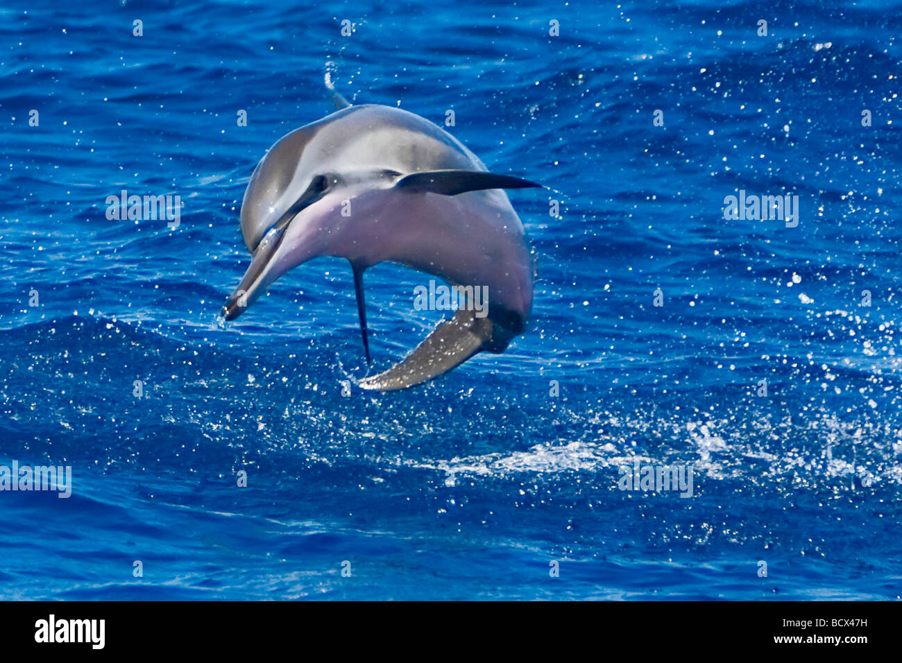 Hawaiian Spinner Dolphin Stenella longirostris longirostris Big Island Kona Coast Hawaii USA Stock Photo