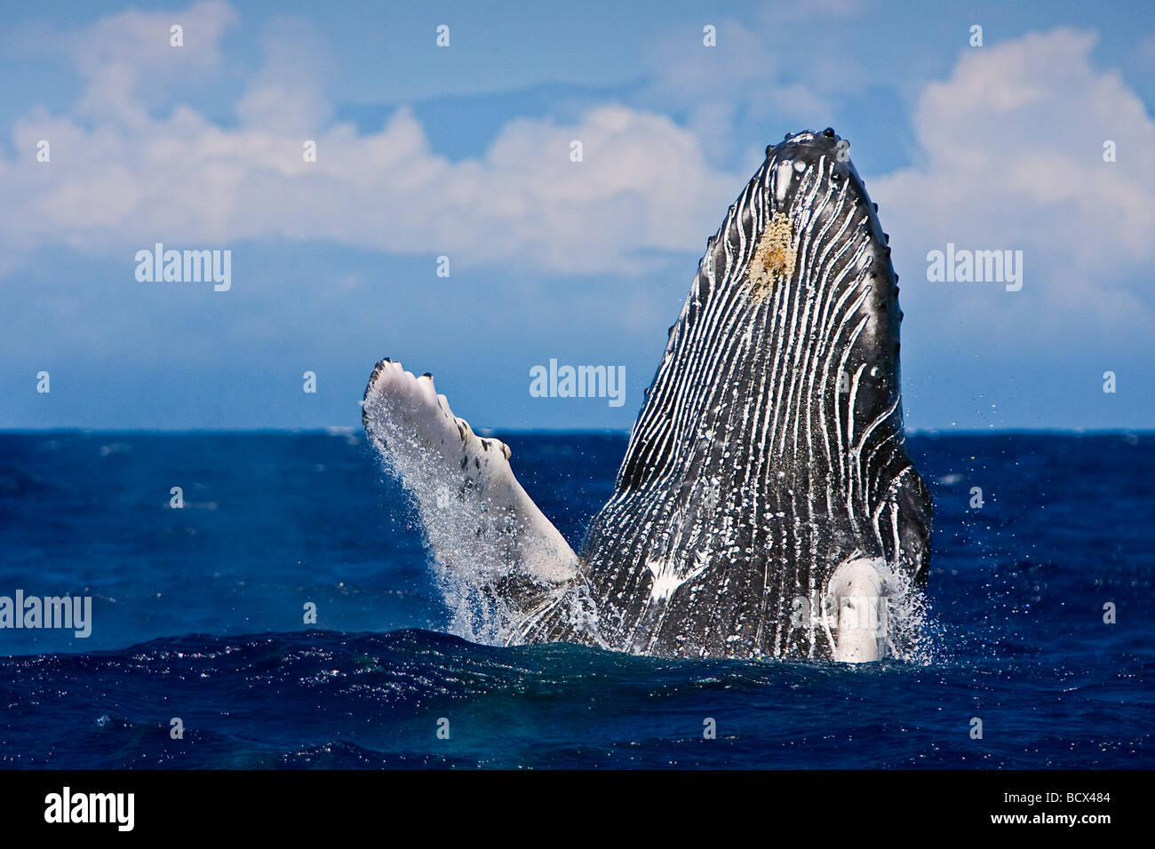 Breaching Humpback Whale Megaptera novaeangliae Pacific Ocean Hawaii ...