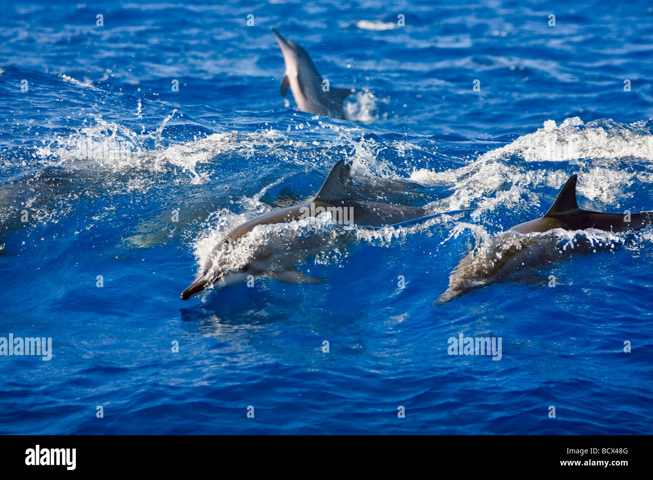 Group of Hawaiian Spinner Dolphin Stenella longirostris longirostris Pacific Ocean Hawaii USA Stock Photo