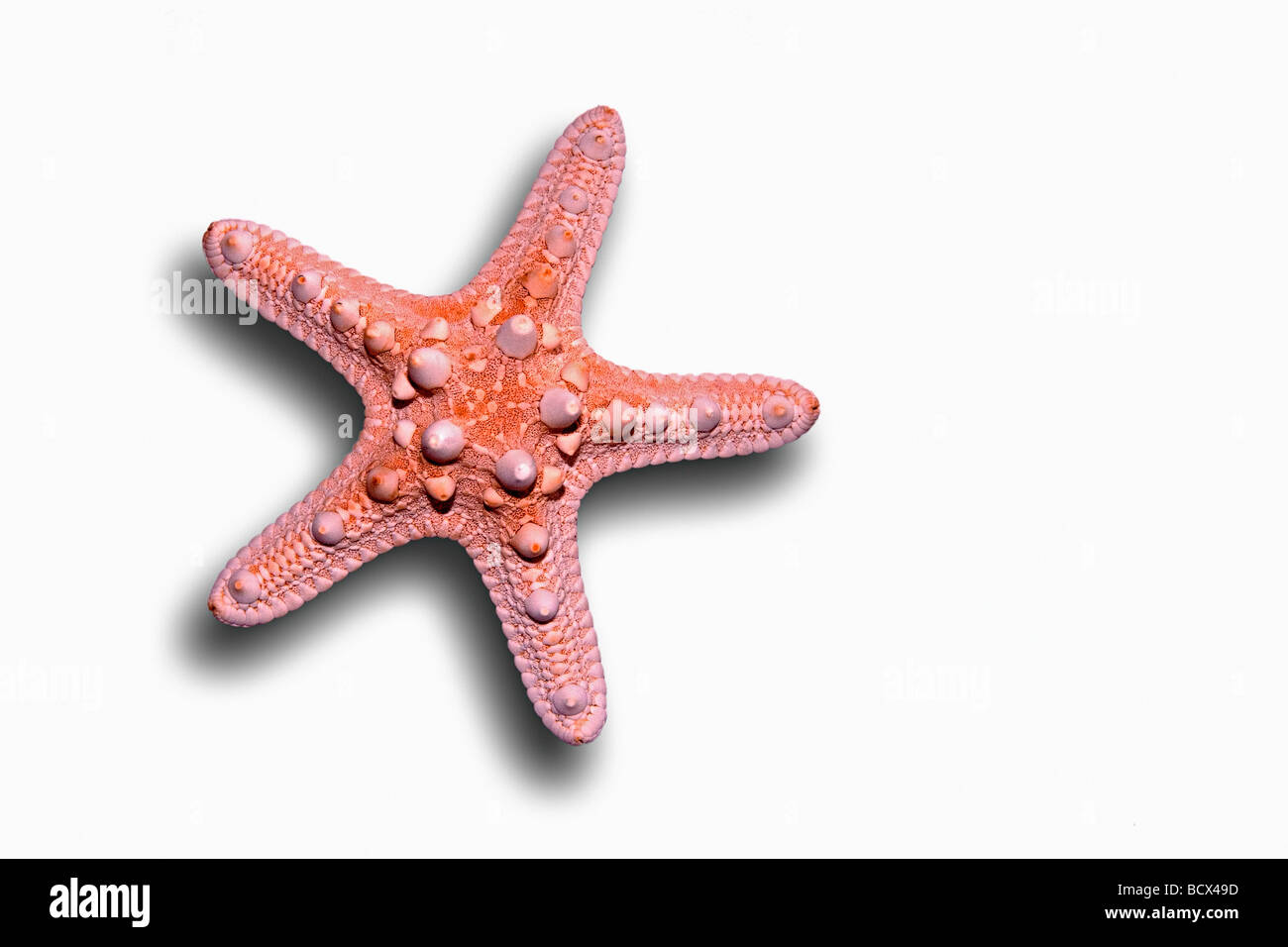 Starfish Chocolate Chip Sea Star Protoreaster nodosu Stock Photo