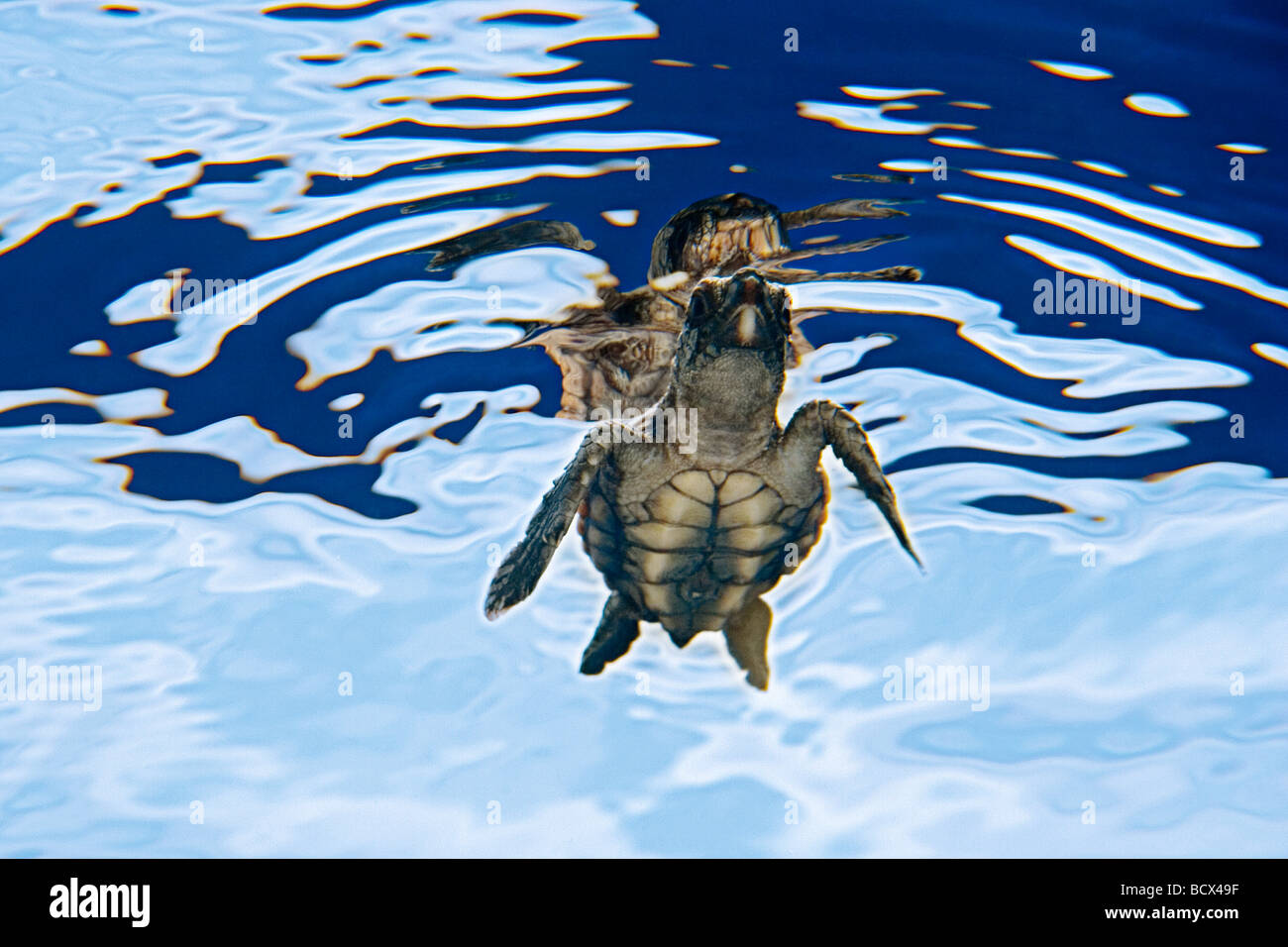 loggerhead turtle hatchlings Caretta caretta Sargassum Juno Beach Atlantic Ocean Florida USA Stock Photo
