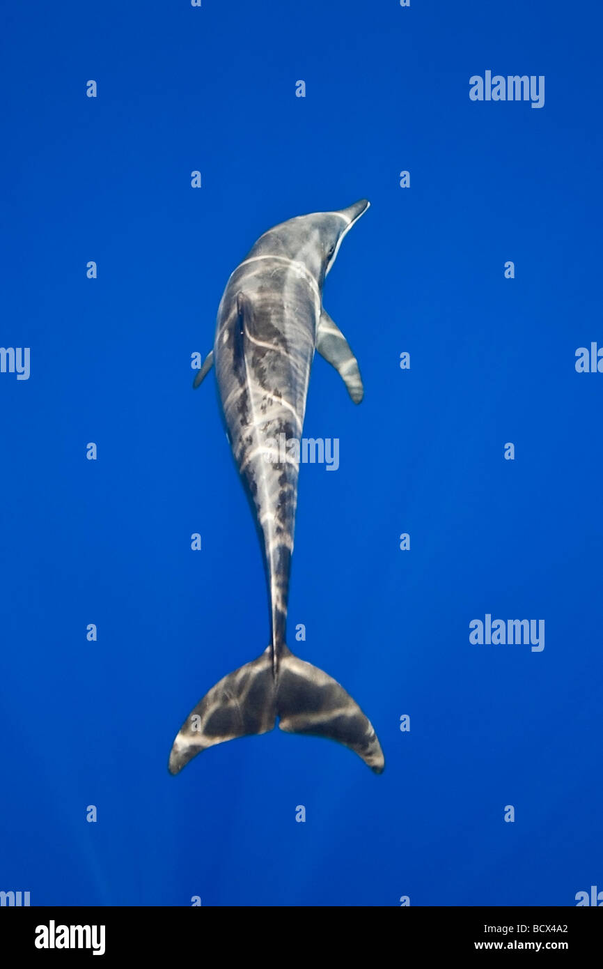 Rough-toothed Dolphin, Steno bredanensis, Pacific Ocean, Hawaii, USA Stock Photo
