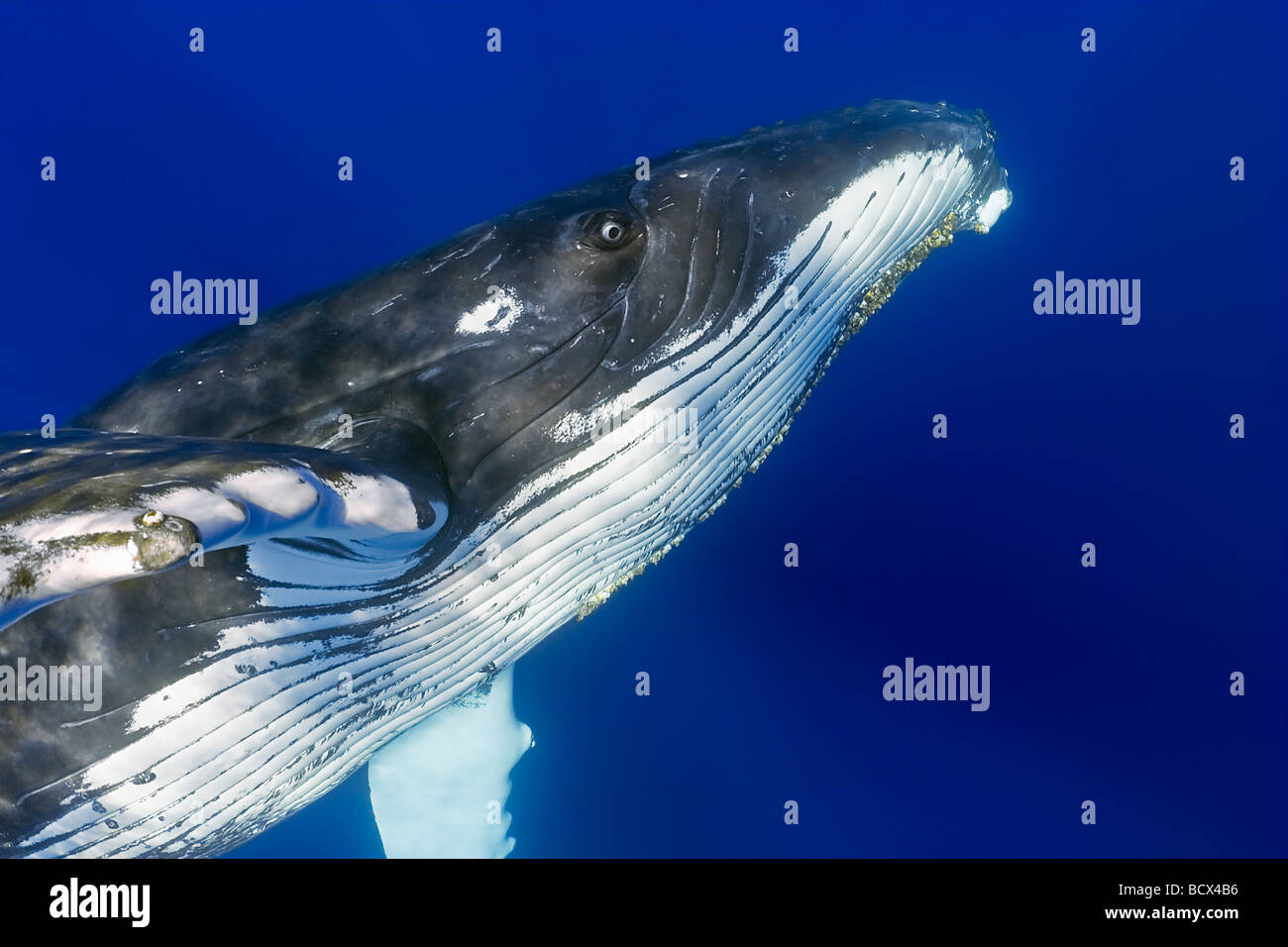 humpback whale , Megaptera novaeangliae, Hawaii, USA, Pacific Ocean Stock Photo
