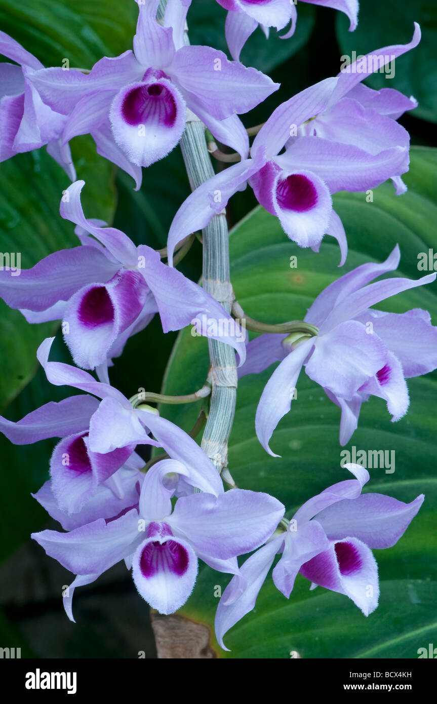 Orchid: Dendrobium anosmum Stock Photo