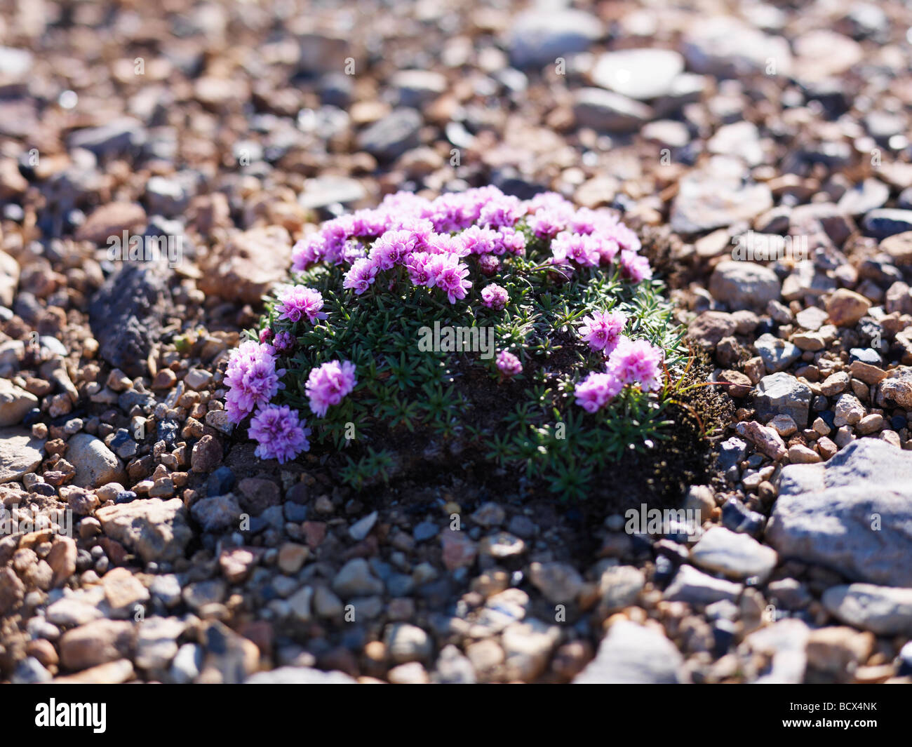 flora and fauna in iceland, plants, flowers Stock Photo
