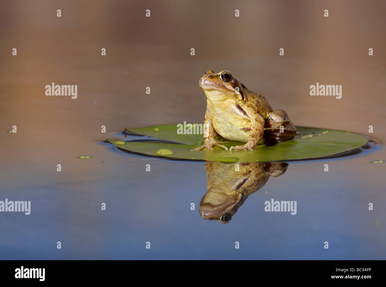 Common Frog  Rana temporaria with reflection Stock Photo