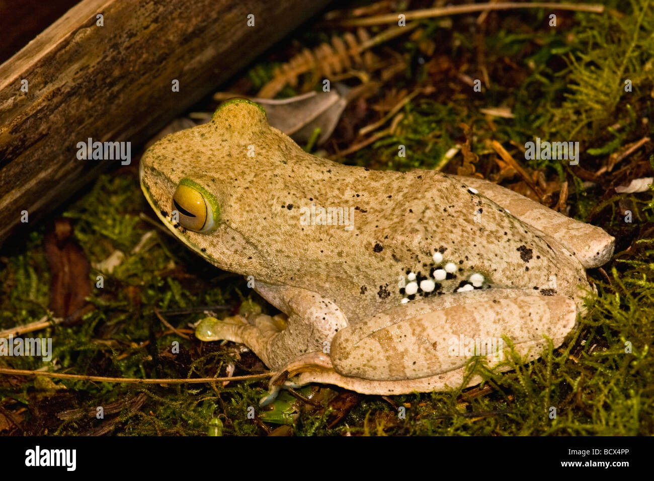 A frog in the rainforests of Madagascar Stock Photo