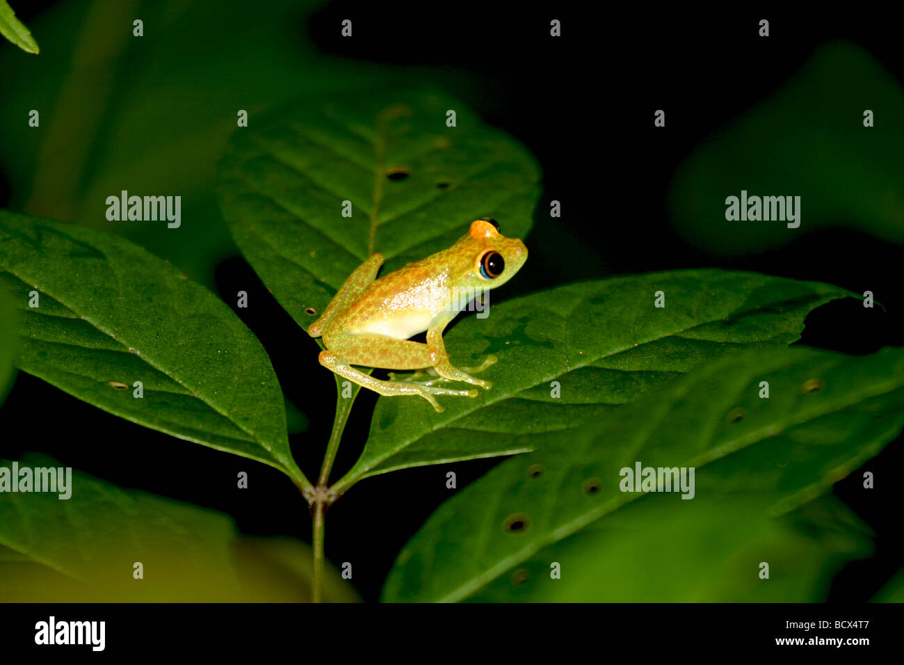 A treefrog in the rainforests of Madagascar Stock Photo