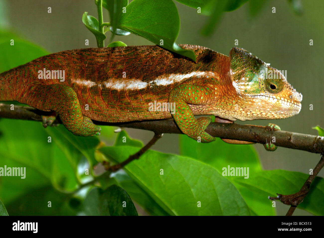 A Chameleon in the rainforests of Madagascar Stock Photo