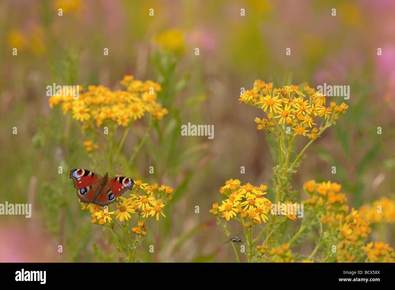 Peacock Butterfly Inachis io on Ragwort Stock Photo