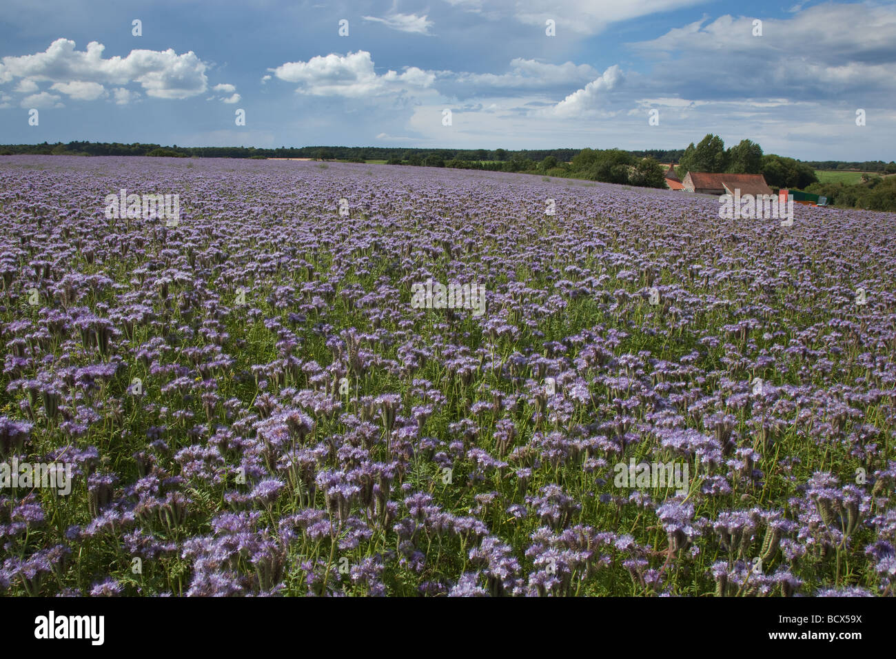 Field of Purple Phacelia tanacetifolia at High Kelling Norfolk Stock Photo