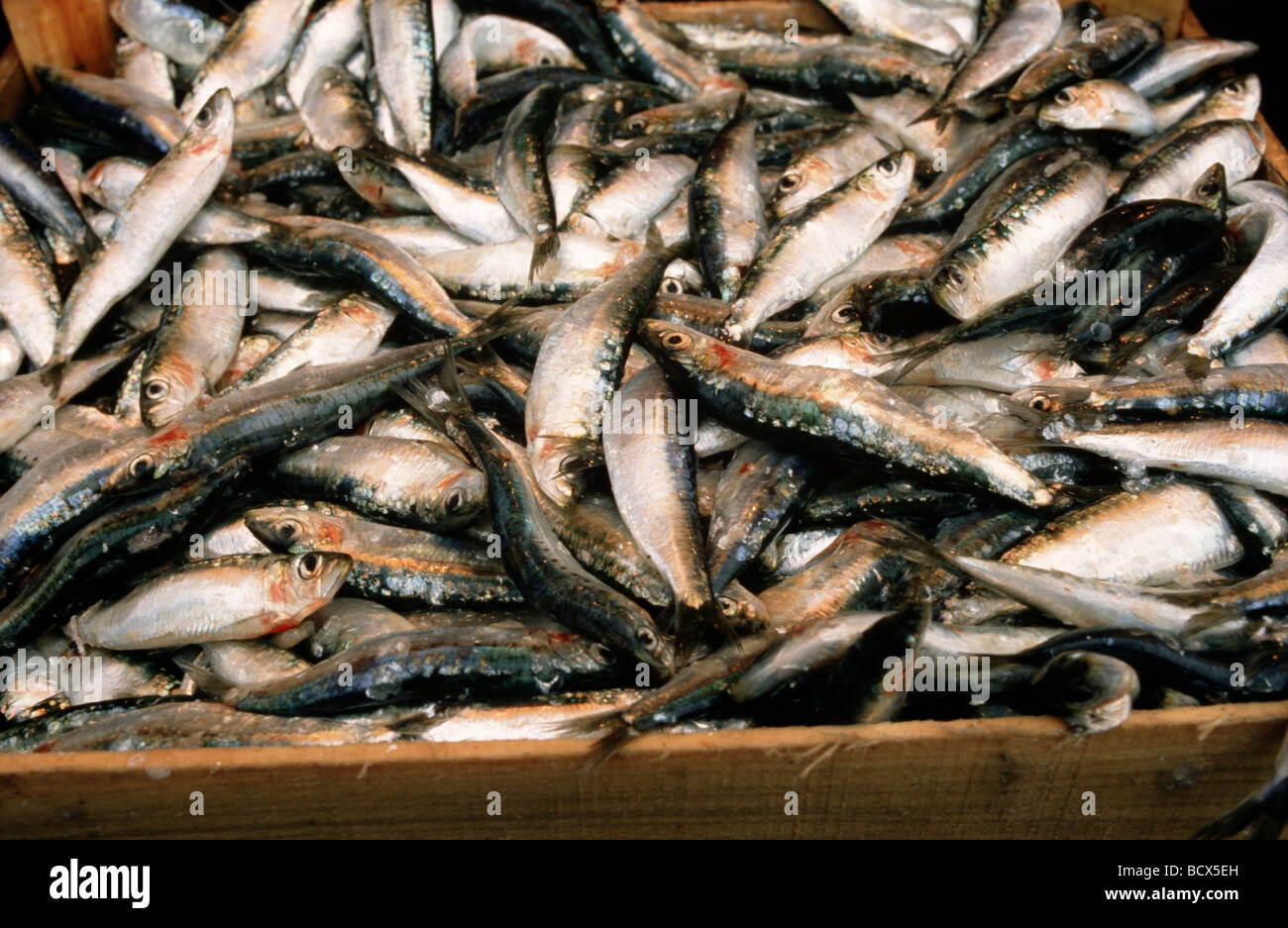 a lot of herrings in a box / Clupeidae Stock Photo