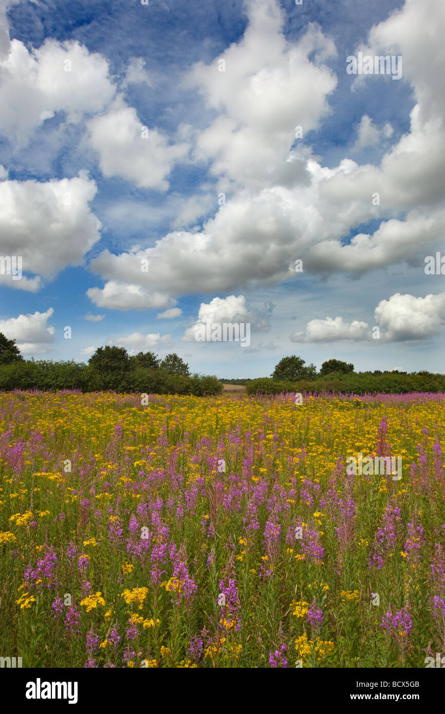 Rosebay willowherb Chamerion angustifolium and Ragwort on Norfolk common land Stock Photo